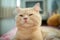 Close up portrait of orange cute cat with short hair is laying on the bed