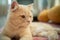 Close up portrait of the orange cute cat with short hair is laying on the bed