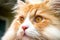 Close up Portrait of a Orange Tabby Colored Persian Cat Outdoor.