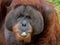 Close up portrait of Orangutan eating banana