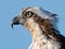 A Close-up Portrait of Osprey