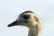 Close-up portrait of ostrich`s head eating grass at the nature reserve in front of blue sky