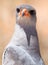 Close up portrait of Pale Chanting Goshawk