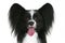 Close-up portrait of a papillon breed dog