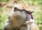 Close up portrait of Patas monkey (Erythrocebus patas), animal s