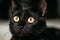 Close Up Portrait Peaceful Black Kitten Cat
