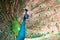 Close up portrait of a peacock when it displaying its train with focus on its right eye