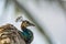 Close up portrait of a Peahen - Pavo cristatus