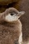 Close-up or portrait of penguin chick