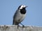 Close up portrait of a perched White Wagtail bird with white, gray and black feathers