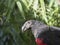 Close up portrait of Pesquet parrot, Psittrichas fulgidus, rare bird from New Guinea. Red and black parrot head on green