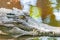 Close up portrait photo of a crocodile in the pond at the crocodile farm