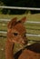 close up portrait photography of a cute little alpaca baby