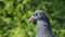 Close-up portrait of pigeon in the park