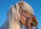 Close up portrait of a pinto Icelandic horse stallion