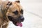 Close up portrait of a pitbull dog,vagrant dog