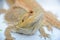 Close up portrait of a pogona vitticeps