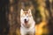 Close-up Portrait of prideful and free Beige dog breed Siberian Husky sitting in the bright fall forest at sunset