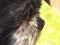 Close Up Portrait Profile Of A Shih Tzu/Bichon Frise Dog Northumberland, England, UK