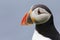 Close-up portrait of a Puffin on Shetland Island with blue background