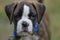 Close-up portrait of puppy german boxer outdoors