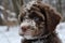 Close-up portrait of puppy lagotto romagnolo on winter background