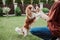 Close-up portrait of pure breed dog Cavalier King Charles coker spaniel begging food with female owner in garden, park