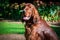 Close up portrait of a purebred english cocker in garden