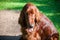 Close up portrait of a purebred english cocker in garden