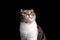 Close up portrait of purebred scottish fold cat looking up