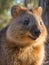 Close-up portrait of a quokka in the wild.