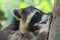 Close-up portrait raccoon procyon lotor with claws at tree trunk