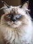 Close up portrait of a ragdoll on dark backgroun. Studio shot