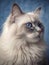 Close up portrait of a ragdoll on dark backgroun. Studio shot