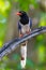 Close up portrait of Red-billed blue magpie