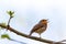 A close up portrait of a red breast passerine bird or European robin sitting on a branch of a tree in a forest chirping and