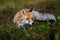 Close-up portrait of a red fox in a dynamic pose in its natural habitat.