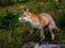 Close-up portrait of a red fox in a dynamic pose in its natural habitat.