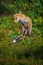 Close-up portrait of a red fox jumping in a dynamic position