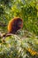 Close up portrait of Red howler monkey on the tree