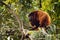 Close up portrait of Red howler monkey on the tree