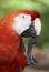 Close up portrait of a red macaw parrot playing with its foot