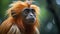 Close-up Portrait Of A Red Monkey With Green Eyes