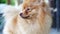 Close-up portrait of a red Pomeranian Spitz, licks