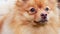 Close-up portrait of a red Pomeranian Spitz, looking and turns his head