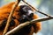 Close up portrait of red-ruffed lemur sitting on tree