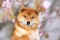 Close-up portrait of red shiba inu dog on cherry blossom's background. Japanese shiba dog and blooming sakura. Hanami