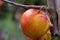 A close up portrait of a red and yellow fresh apple hanging on a tree ready to get picked and eaten. The piece of fruit is full of