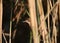 close-up portrait of a reed warbler