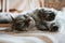 Close-up portrait of a resting cat. Gray fluffy cat sleeping on the sofa indoors. Selective focus on the cat\\\'s face